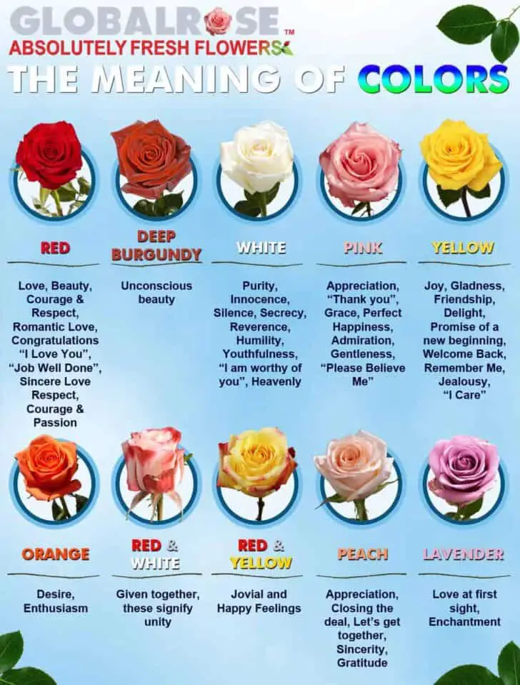 Which flowers to offer for which occasion? 1001 Gardens